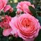 Роза Харкнесса 'Пинк Эбандэнс' /   Pink Abundance, Harkness